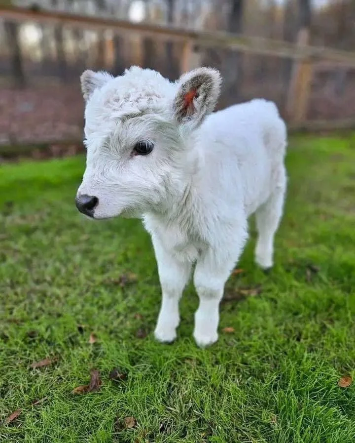 WhatsApp-Image-2024-05-30-at-3.17.25-PM Highlands Miniature