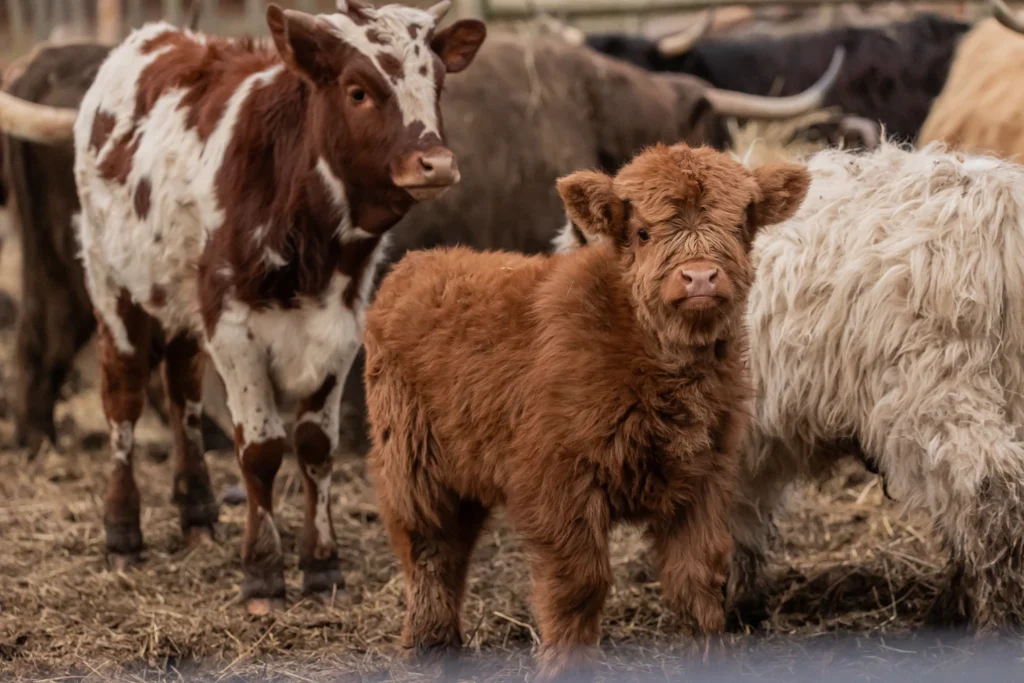 Mini Highland Cows