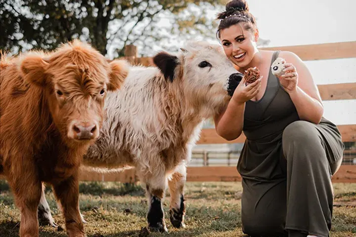 Highland Cattles for Sale