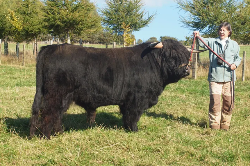 Highland Bulls for Sale