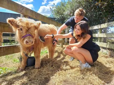 Highland Cattles for Sale